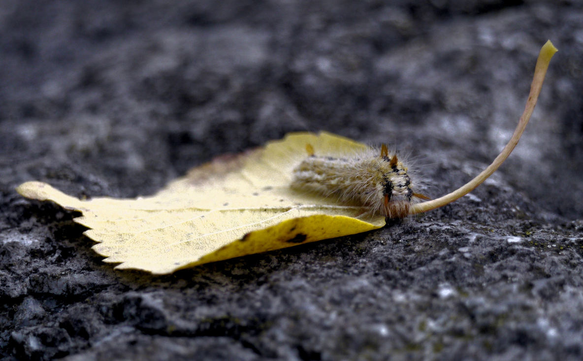 Blatt mit Raupe