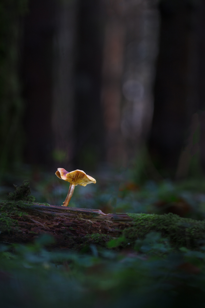 Winterpilz