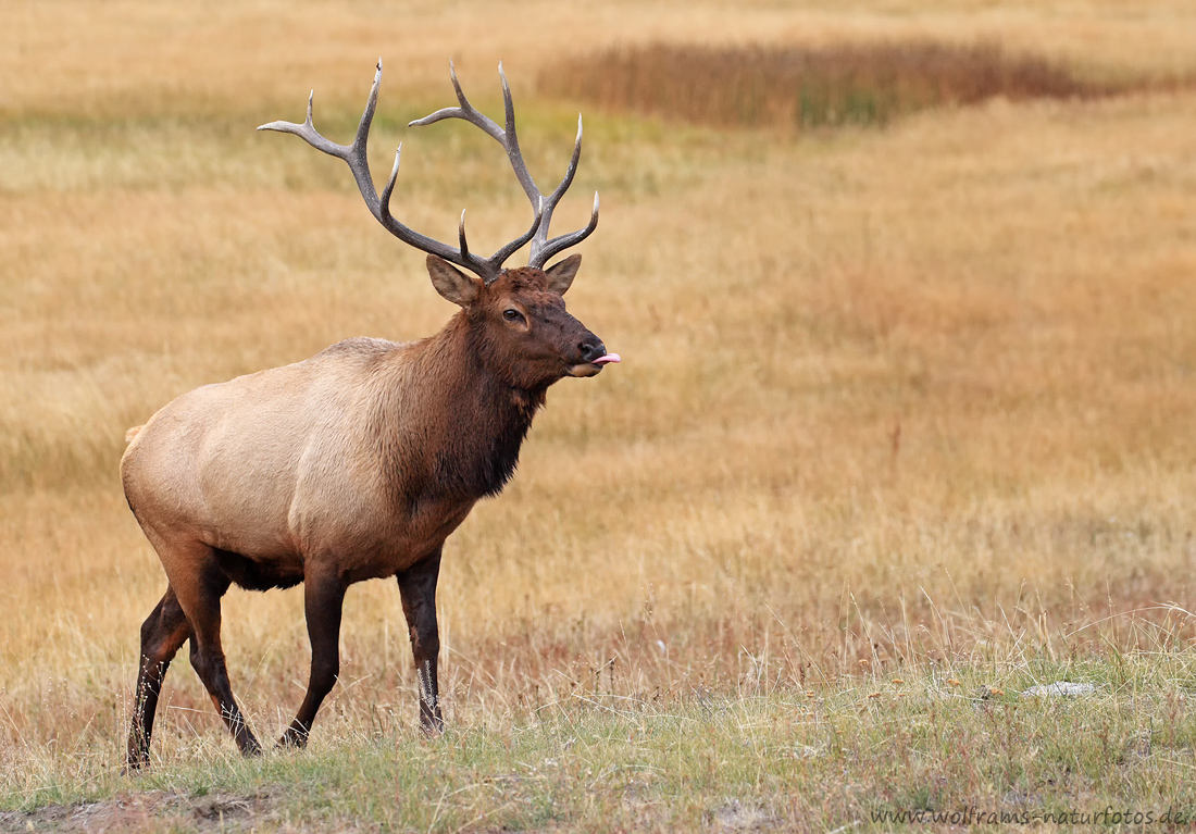 Wapiti