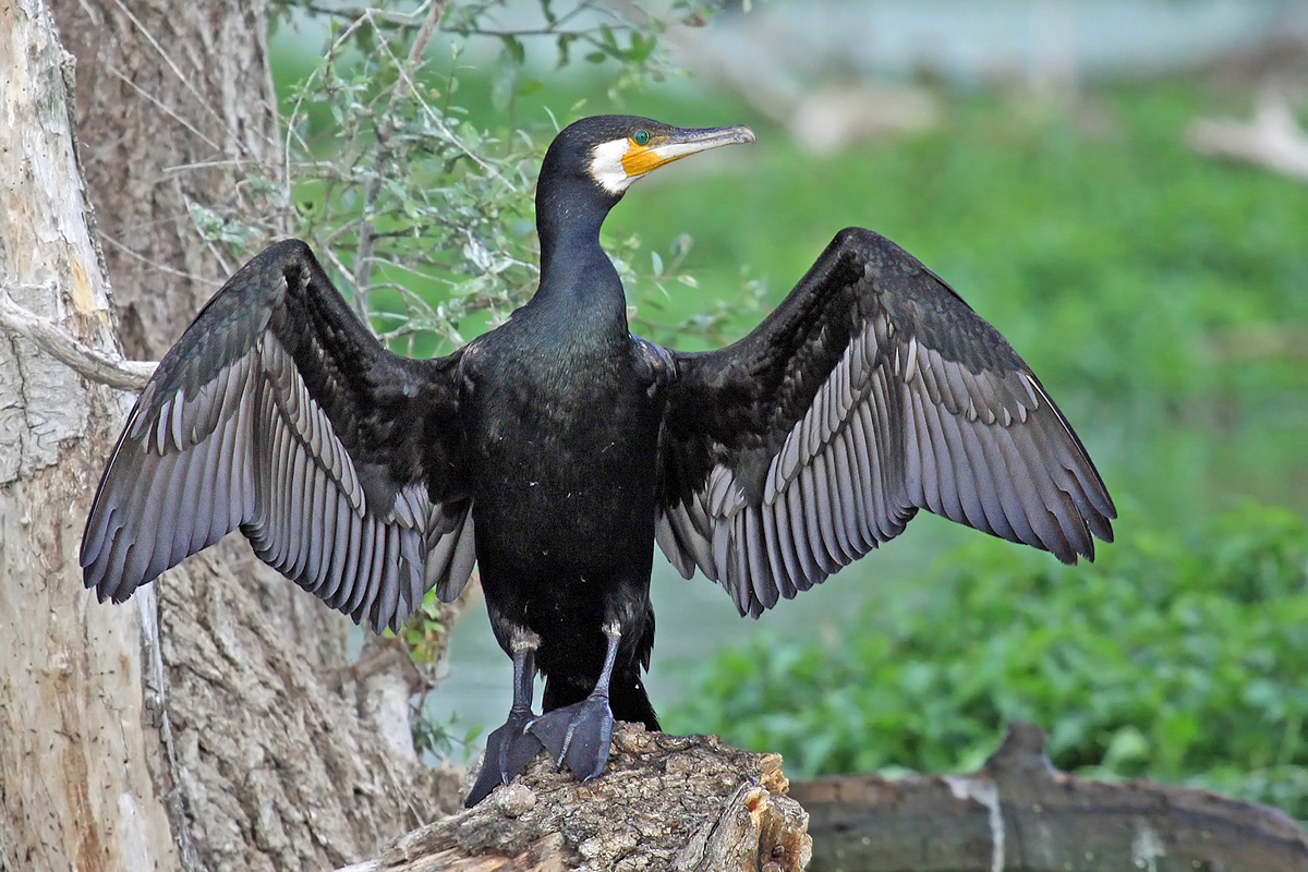 Der schwarze Kormoran....