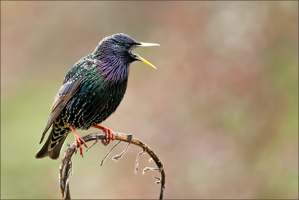 Vogel des Jahres 2018