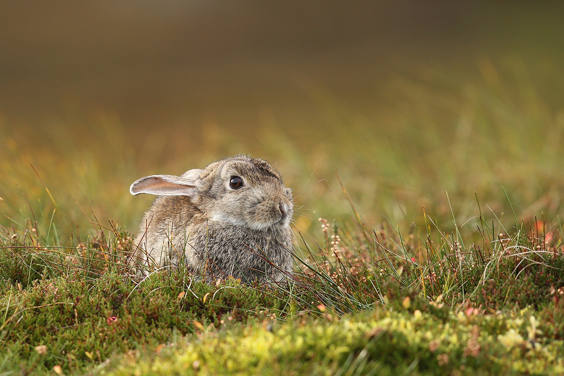 Wildkaninchen