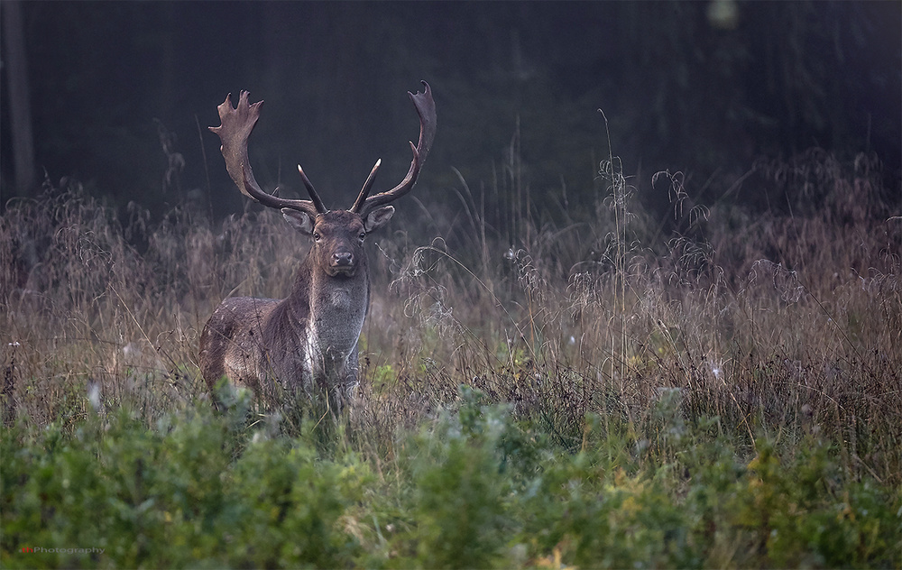 Damhirsch