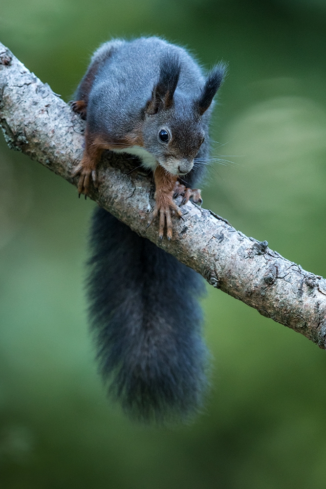 Eichhörnchen