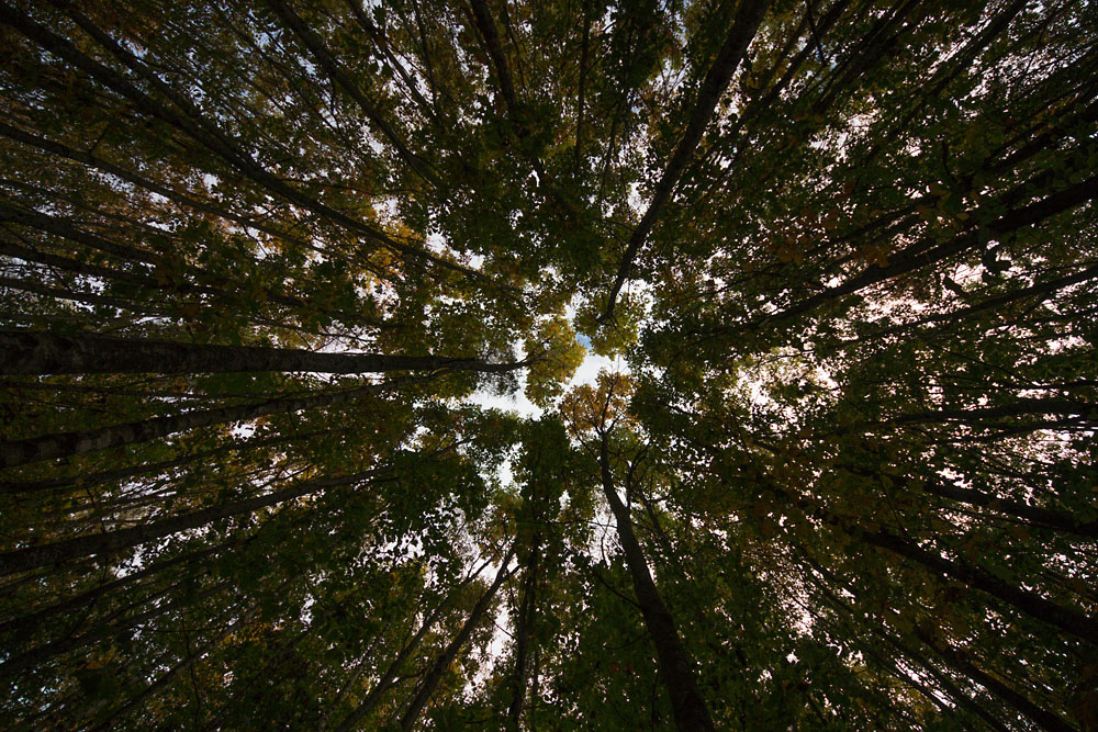 Herbstwald