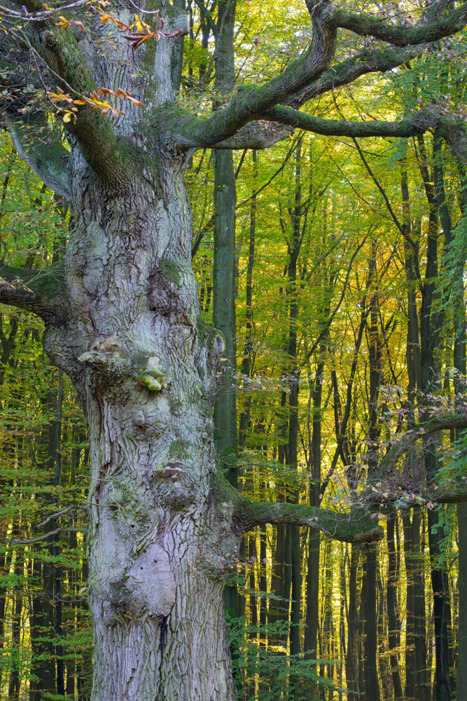 Alter Ahorn im Herbstlicht