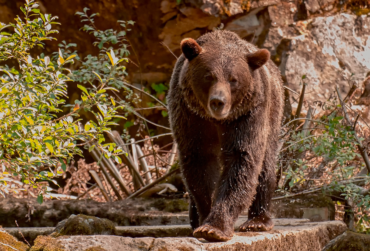 wenn sich so ein grizzly nähert