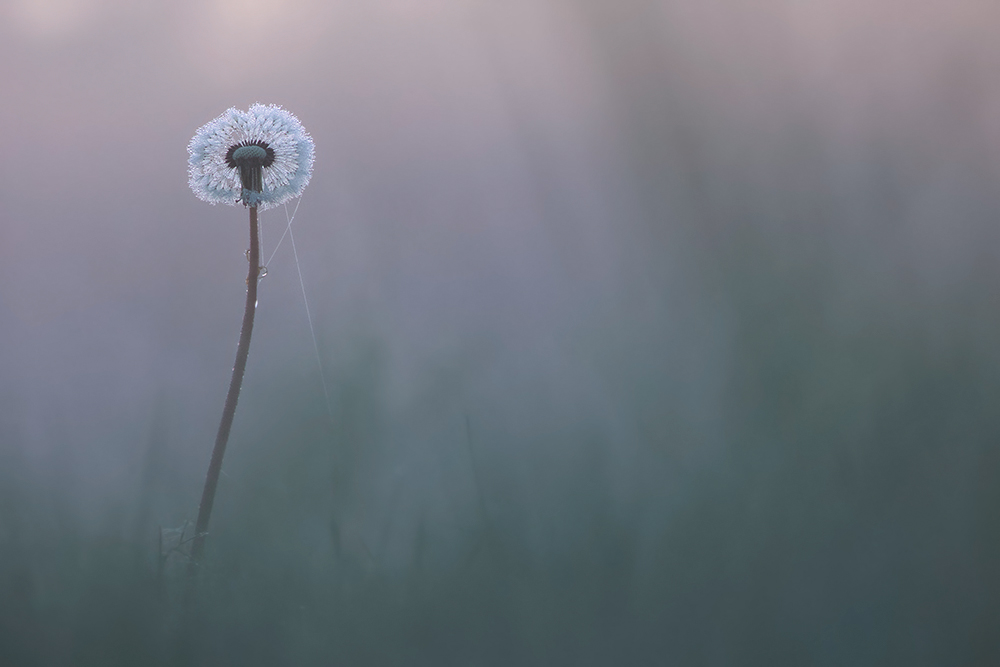 Nachzüglerpusteblume