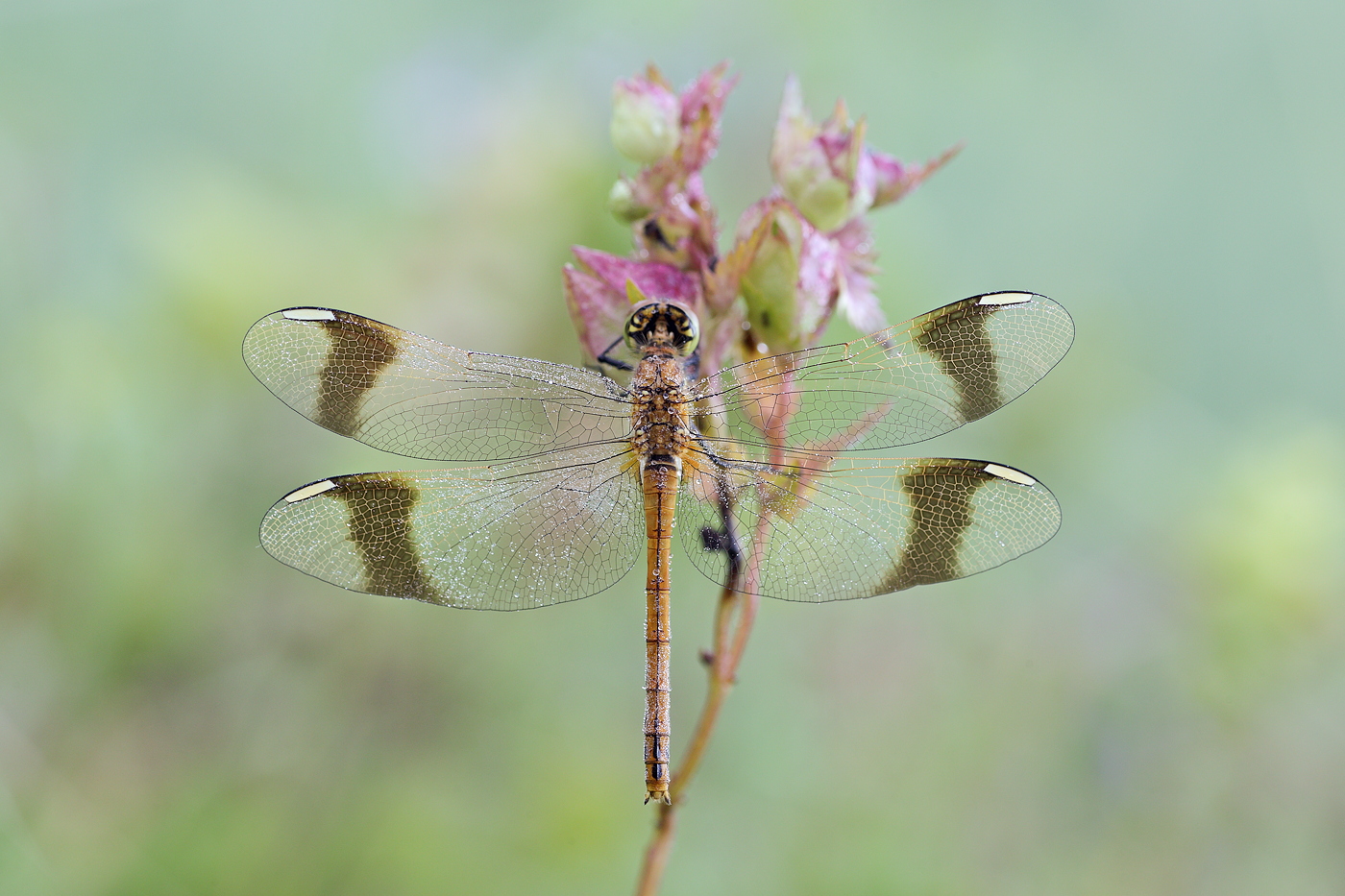 Sympetrum pedemontanum - Gebänderte Heidelibelle