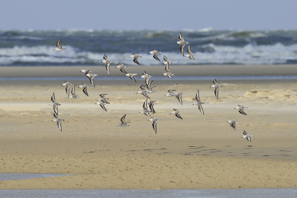 Sanderlinge an der Nordsee