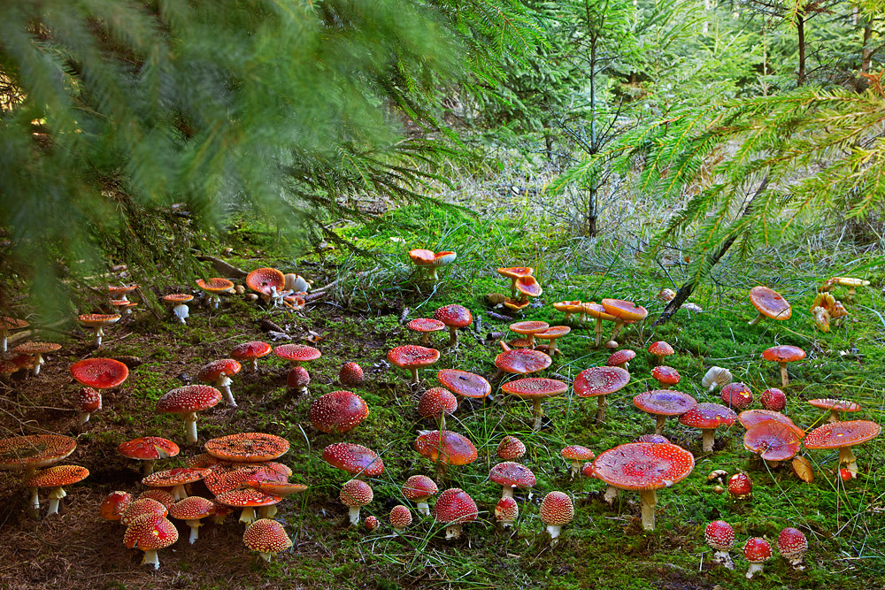 Fliegenpilzwald