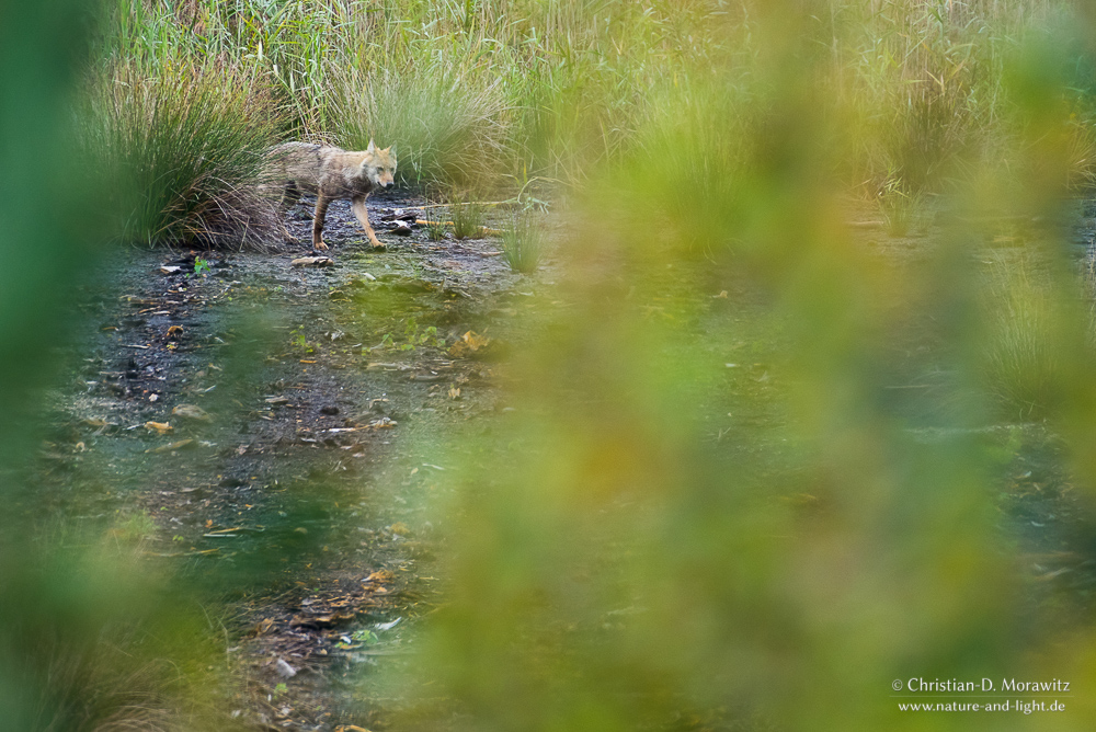 Herbst im Wolfsrevier