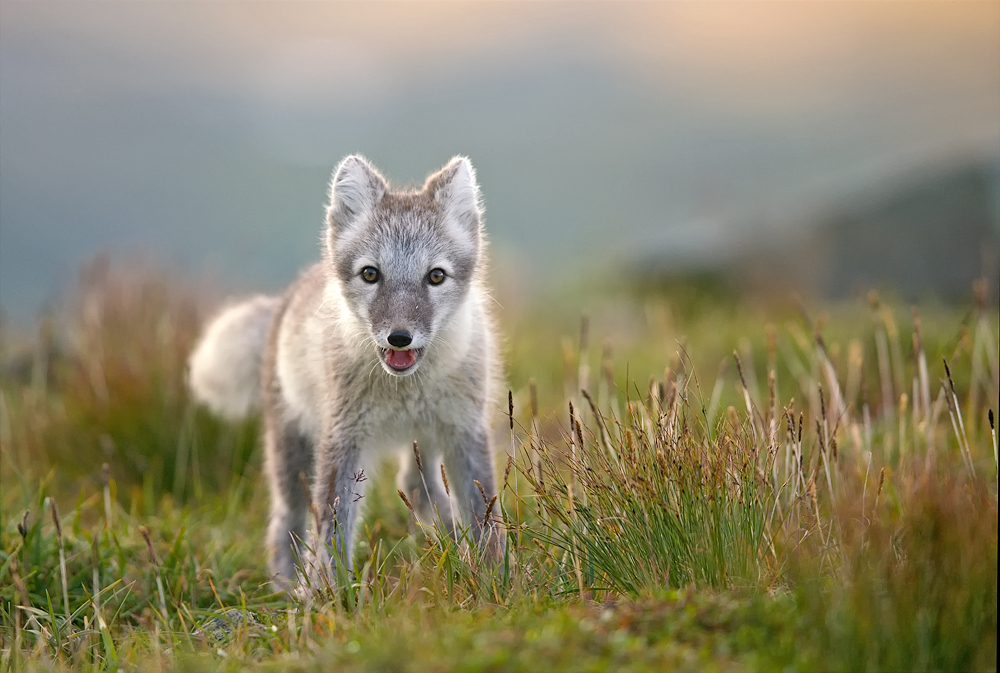 Polarfuchs