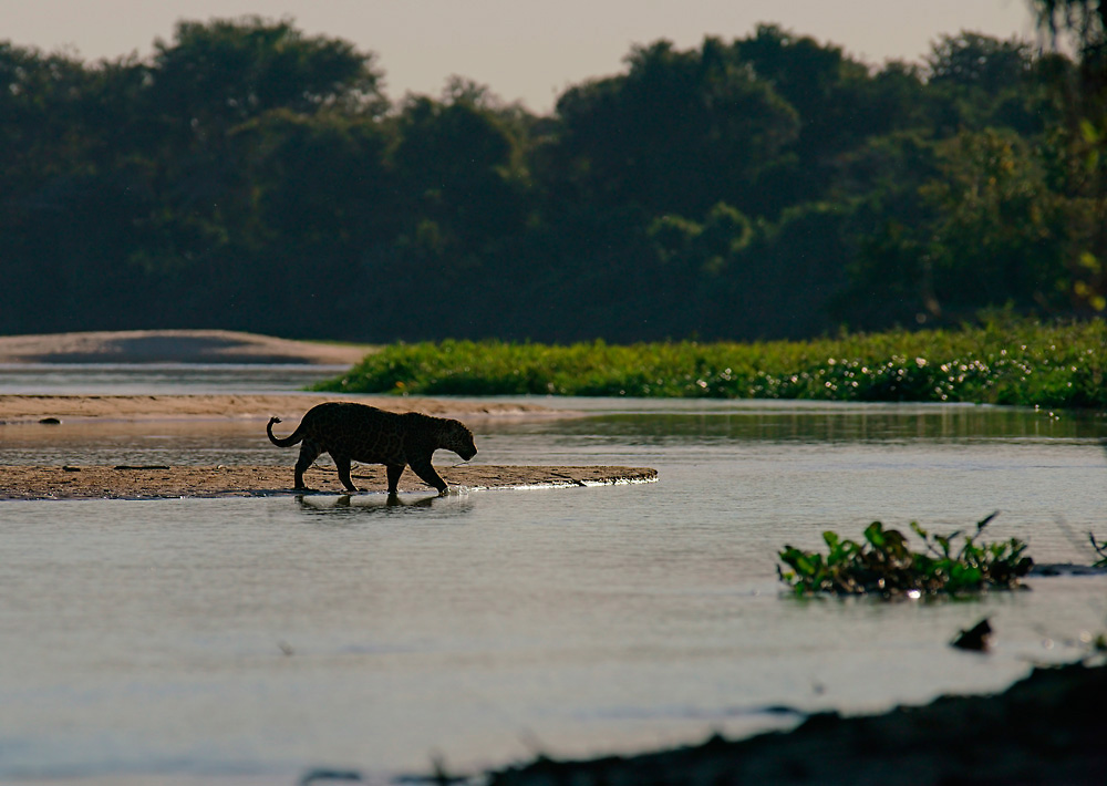 Jaguar