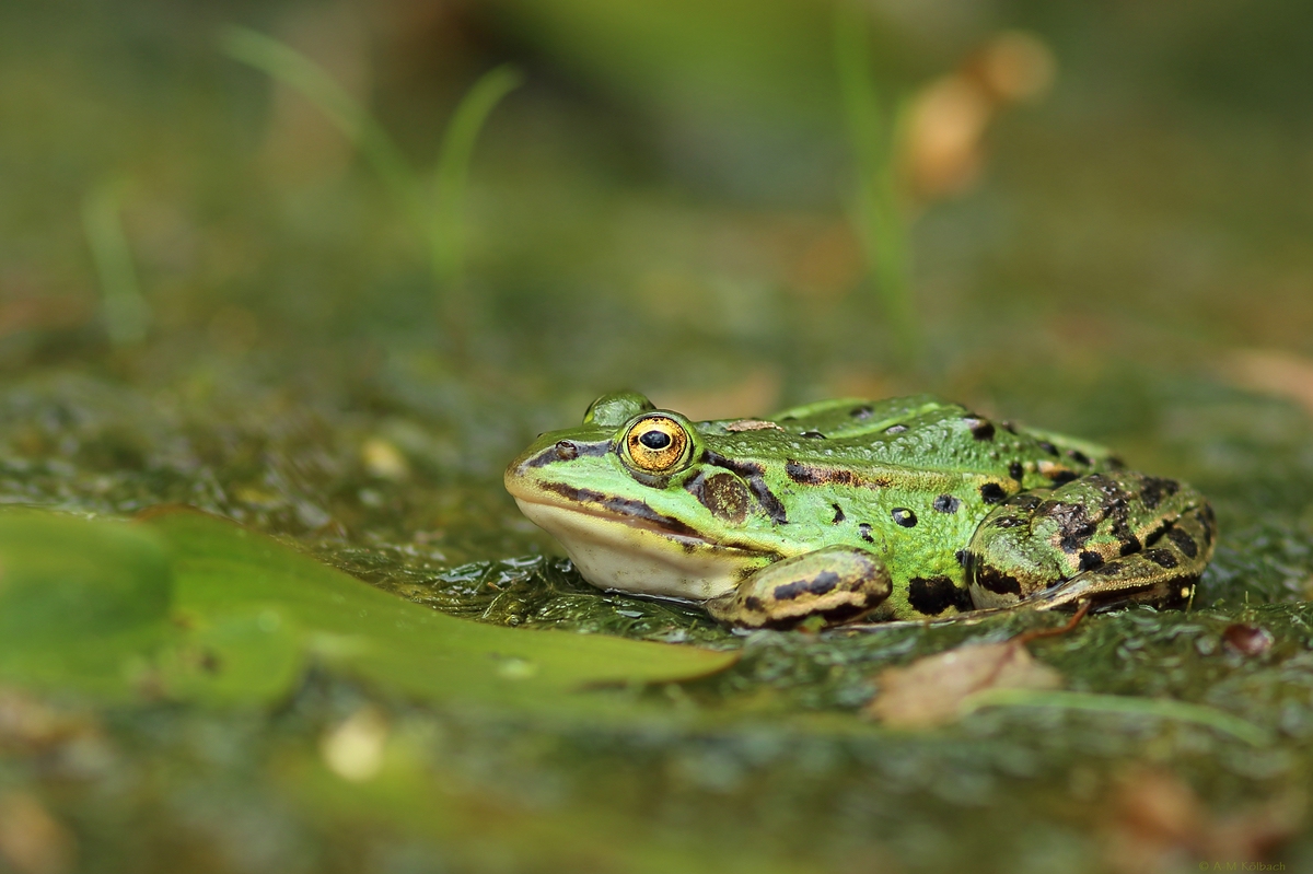 Grünfrosch