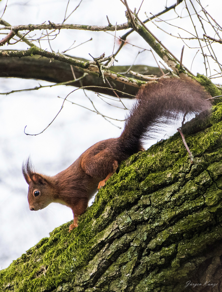Eichhorn (Forum für Naturfotografen)