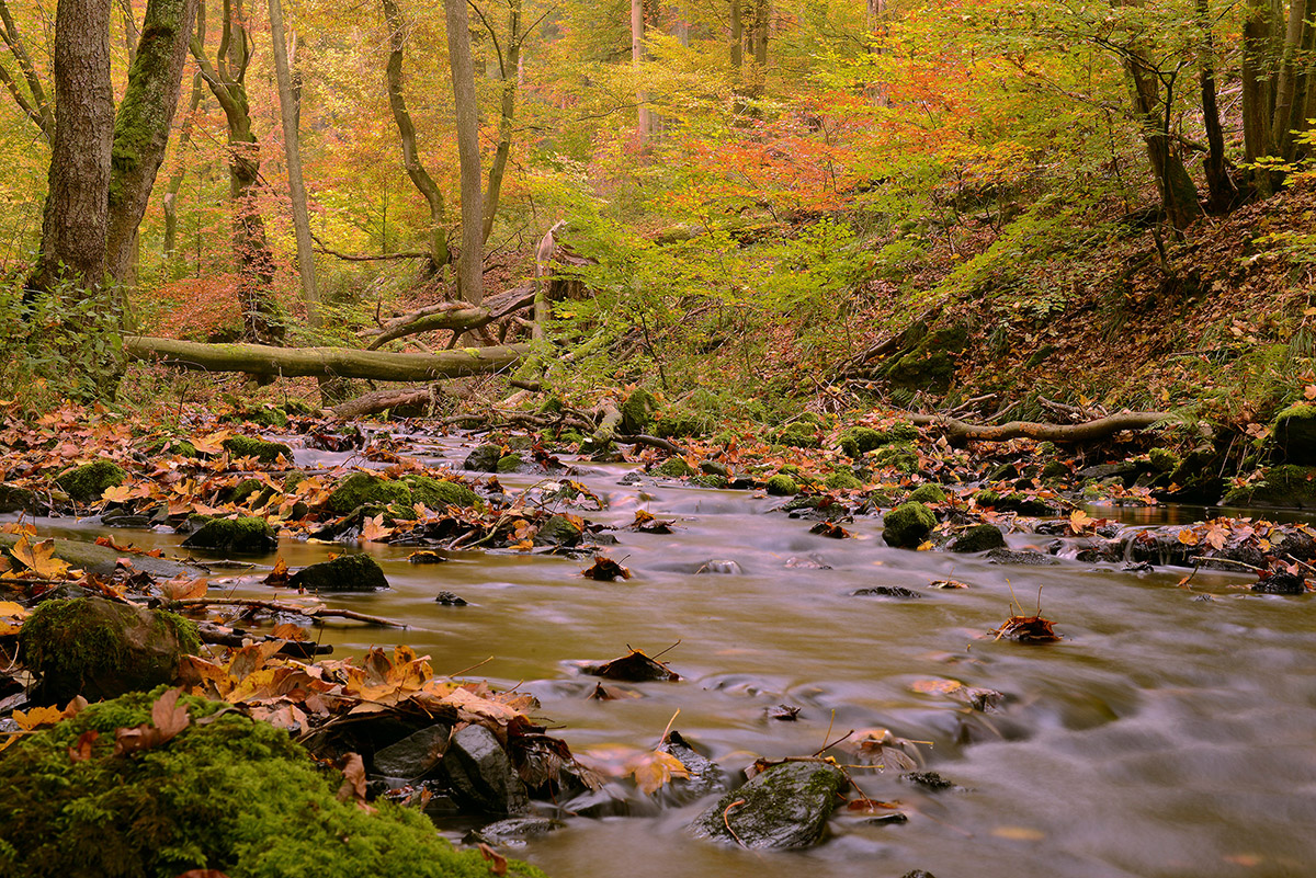 herbstliches Tal