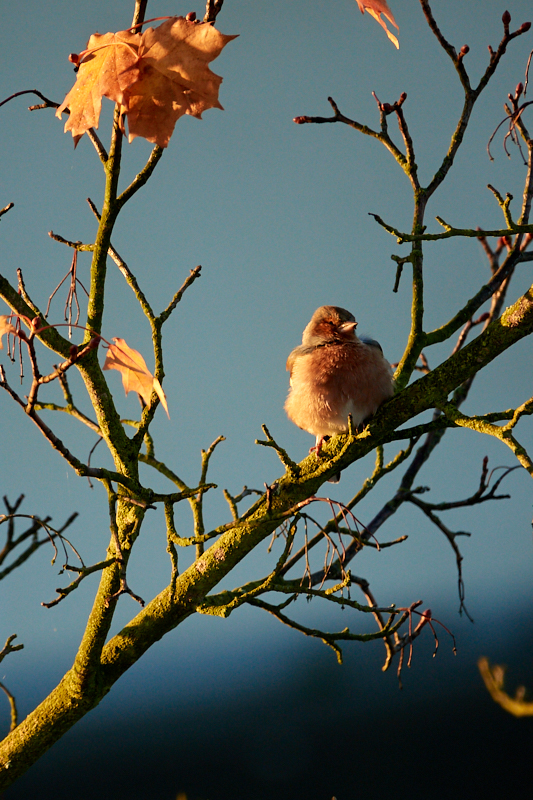 Buchfink in der Morgensonne