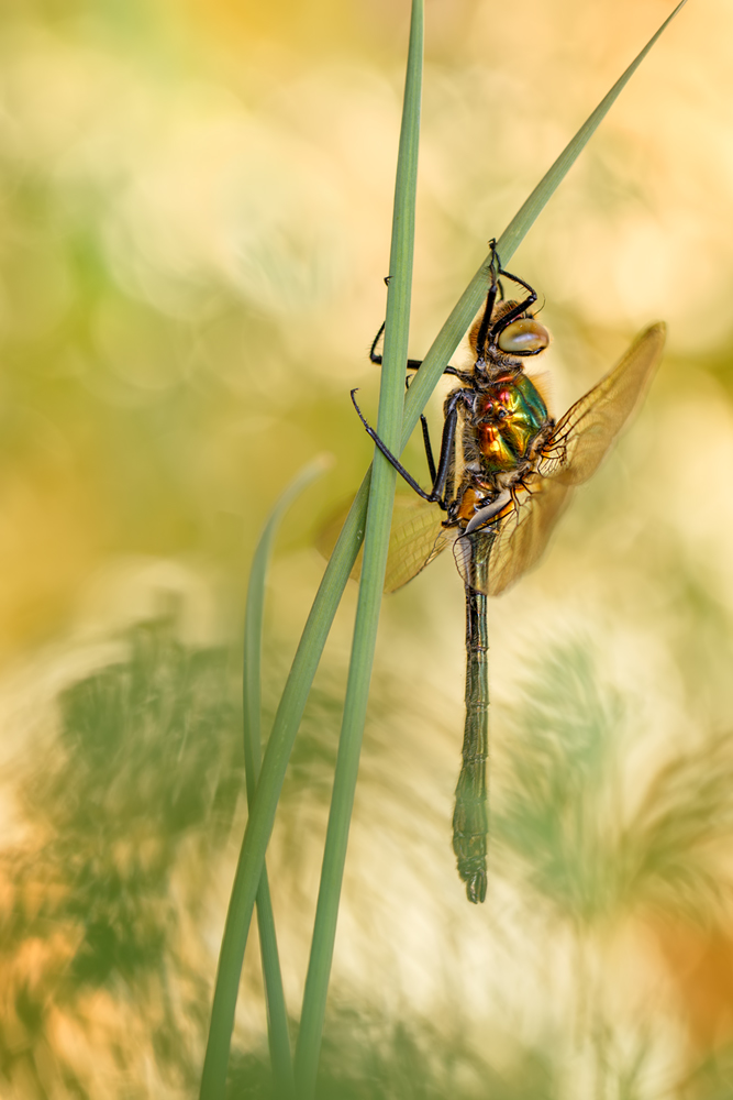 Falkenlibelle