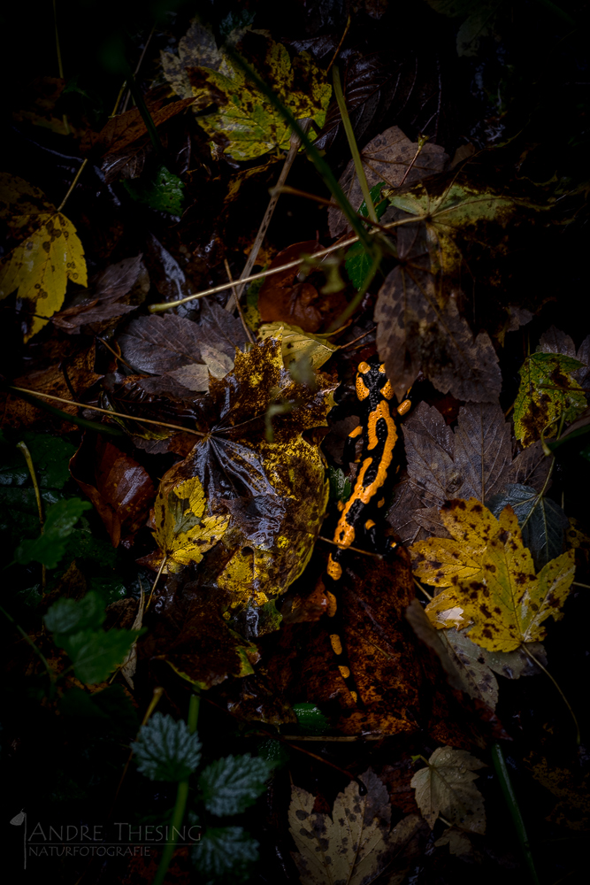 Feuersalamander