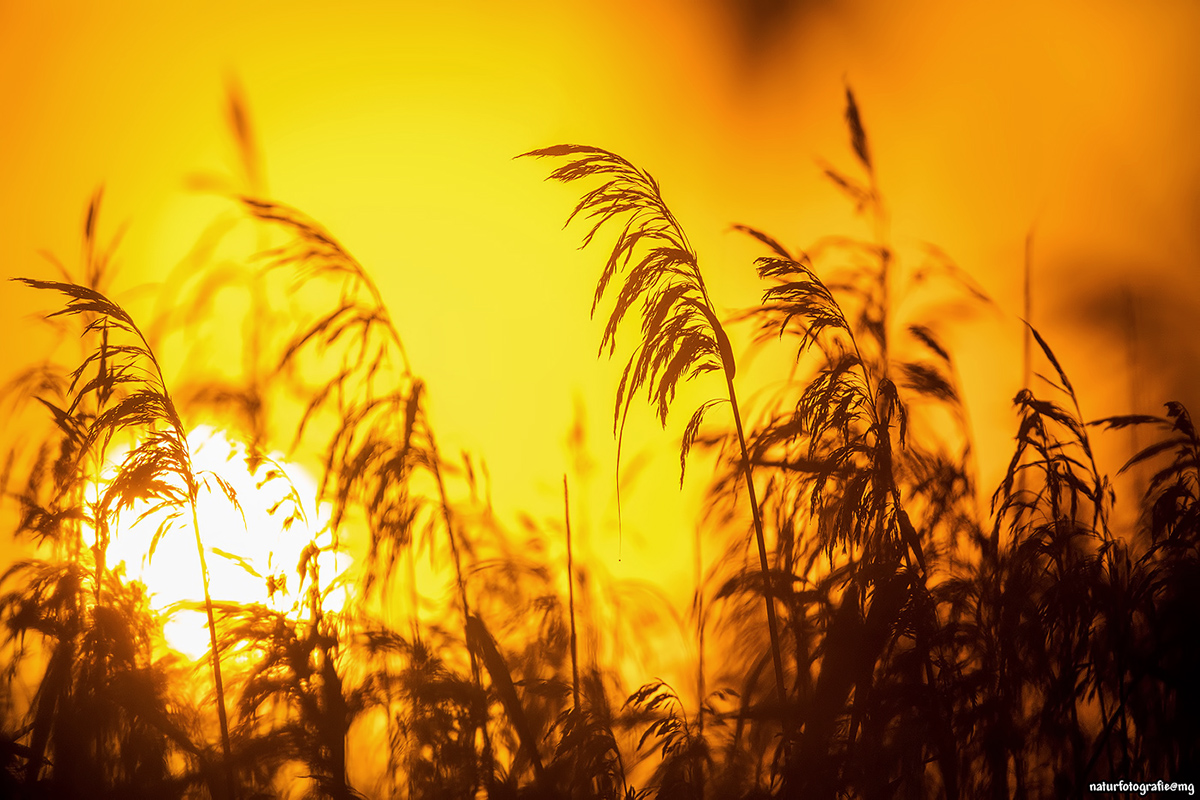 Partiell - Sonnenaufgang am Schilf
