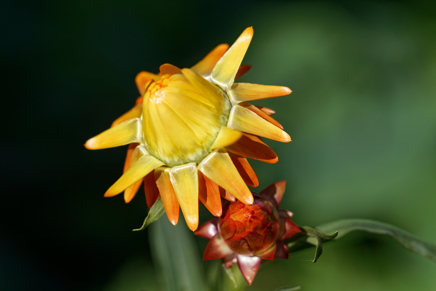 Strohblumenknospe verblüht