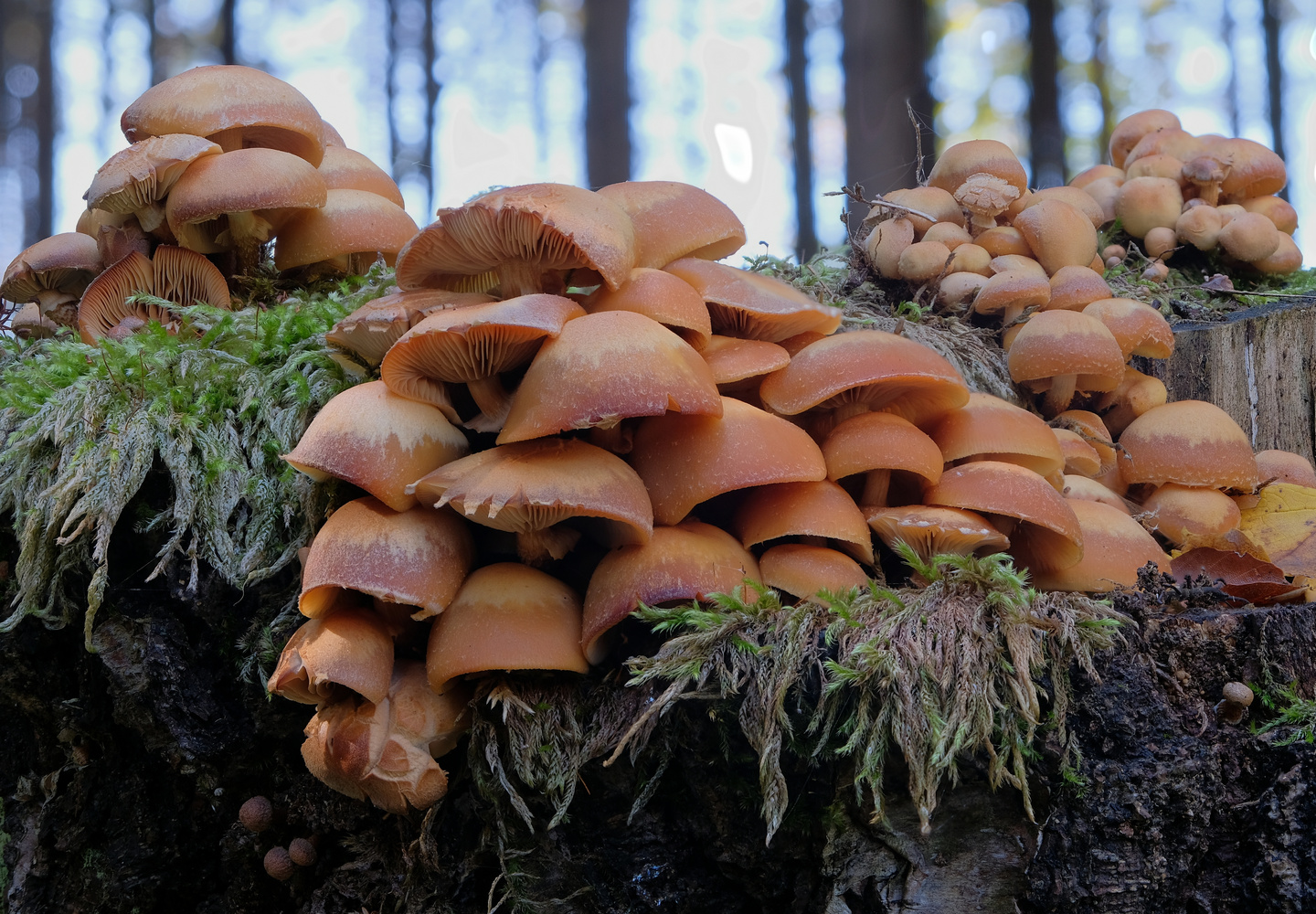 Pilze im Wald (Forum für Naturfotografen)