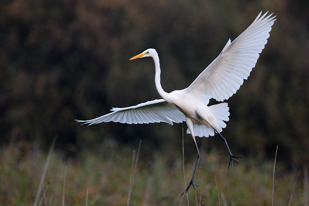 Silberreiher im Flug