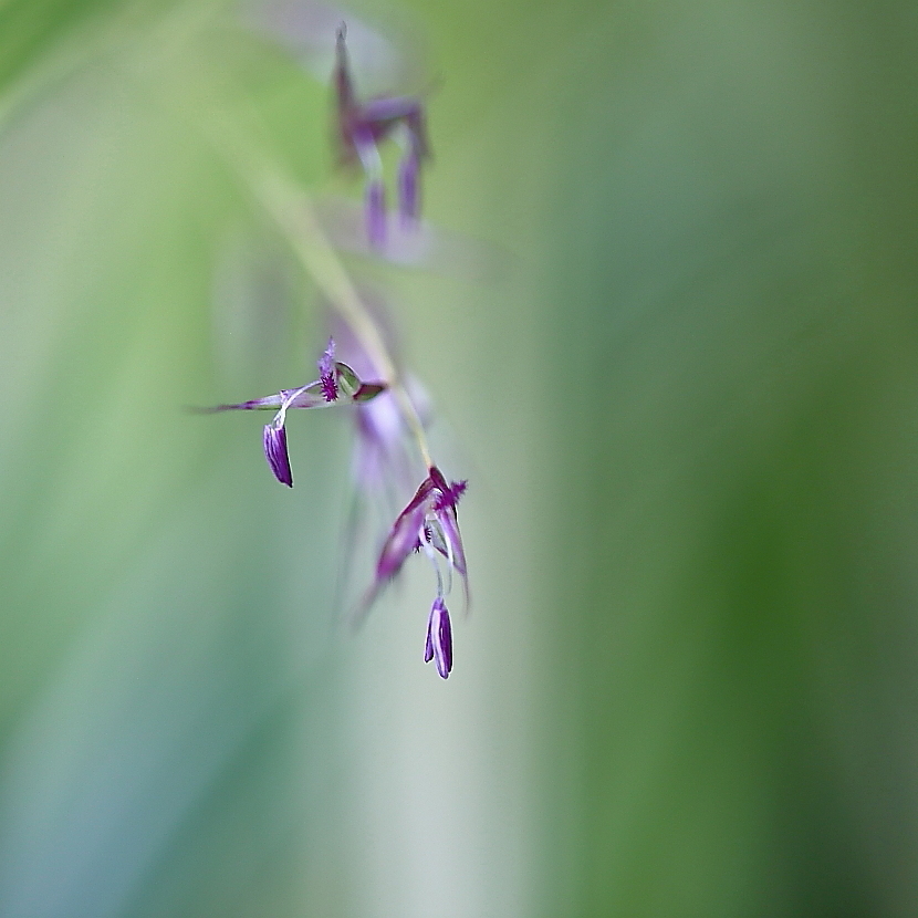 nur eine Grasblüte