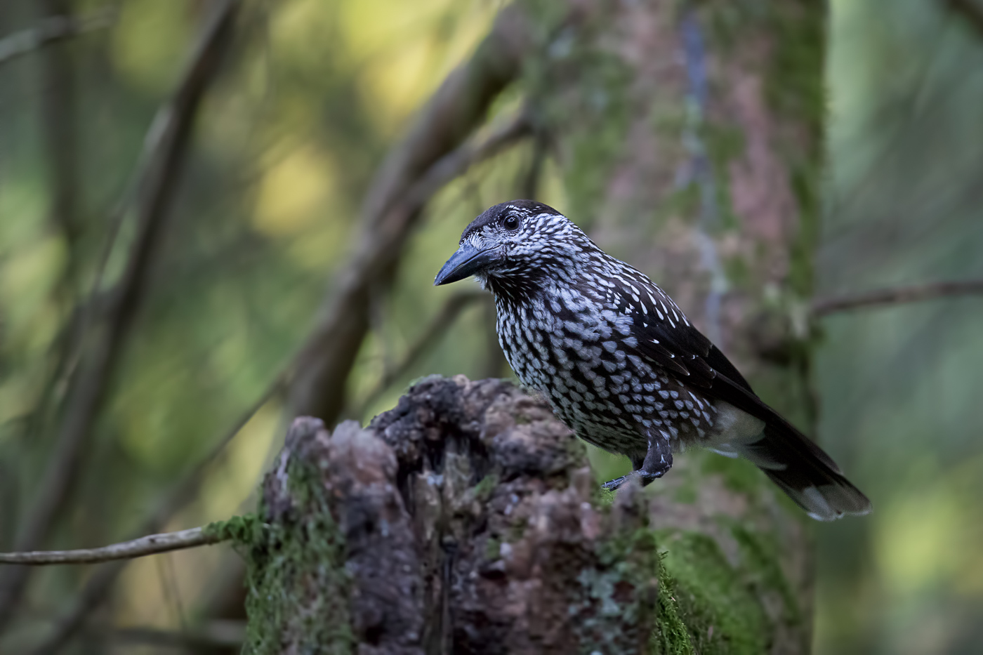 Tannenhäher (Nucifraga caryocatactes) (Forum für Naturfotografen)