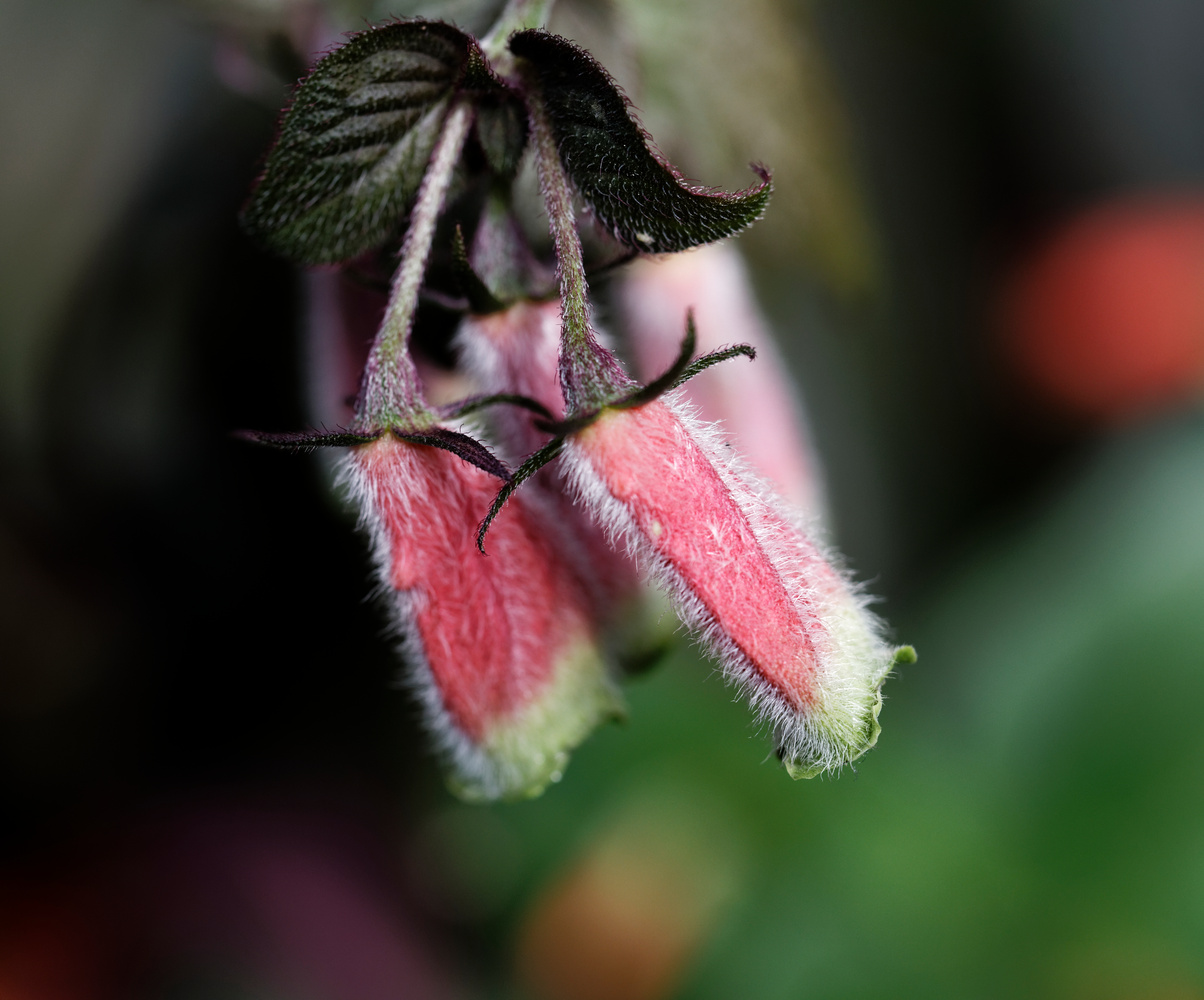 Blüte und Blätter