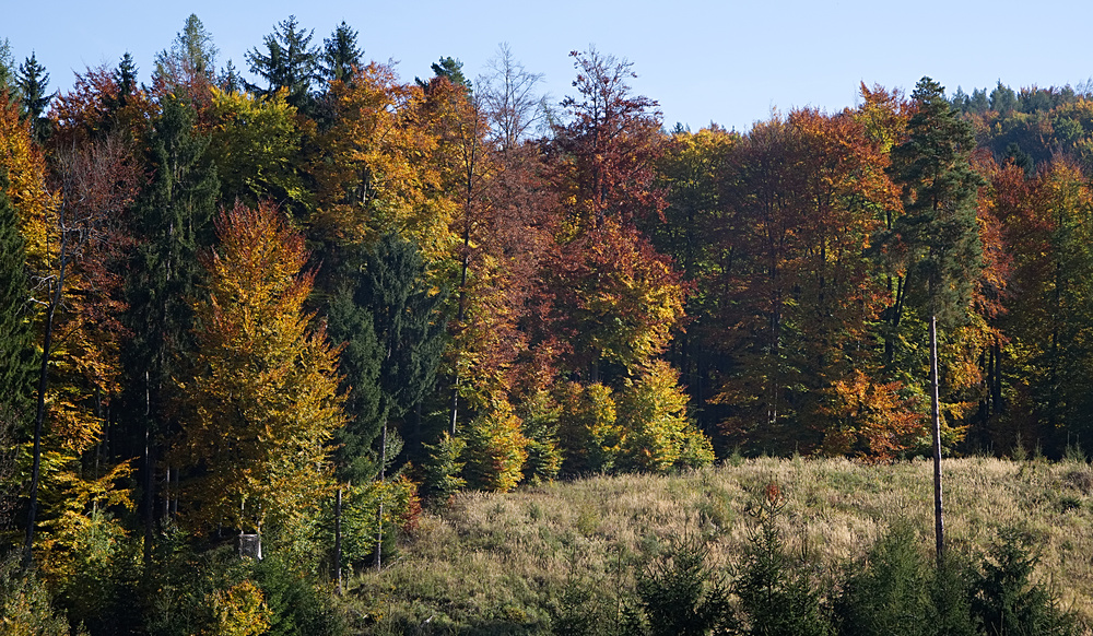 Herbstimpression