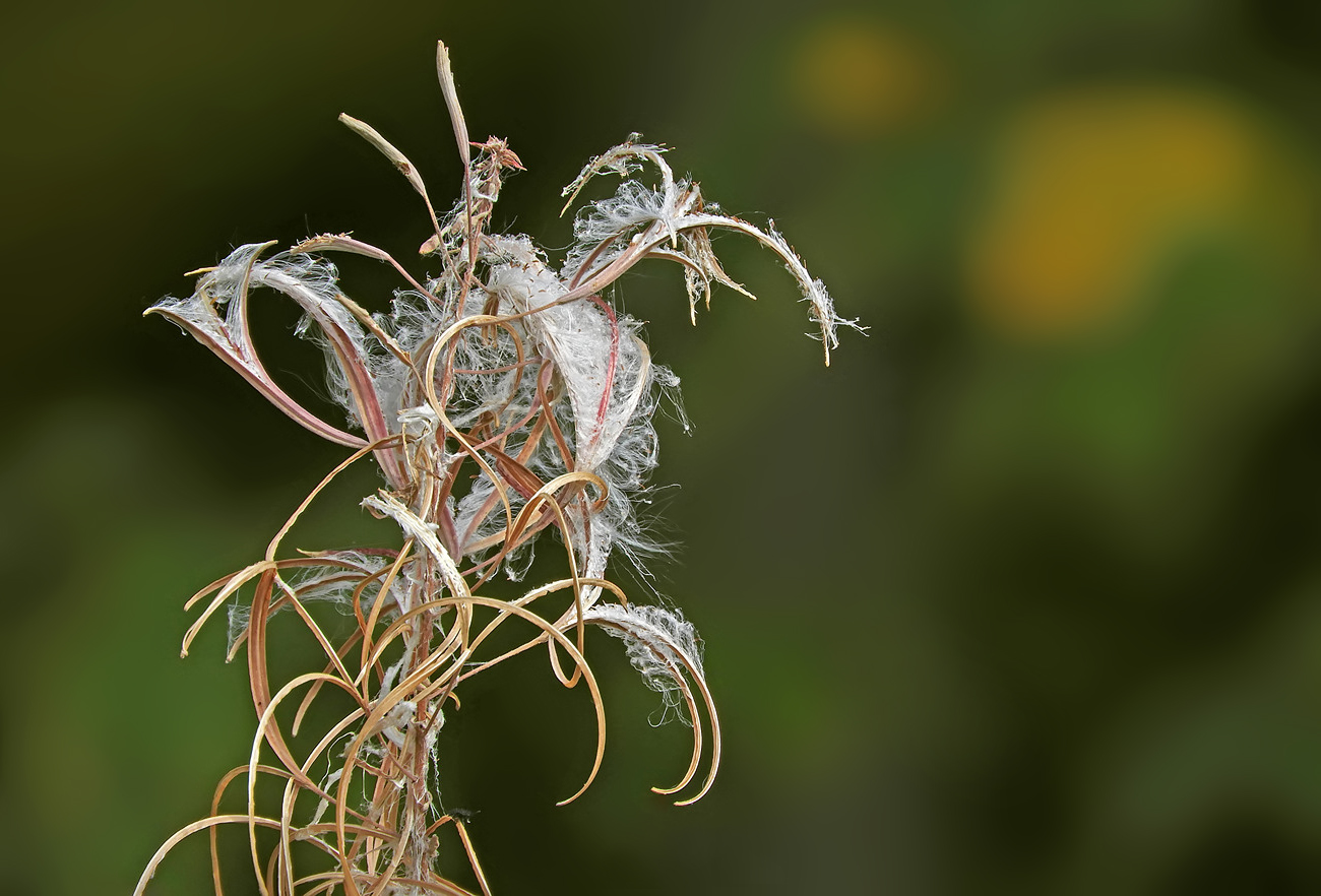 Der Herbst bringt sich in Form