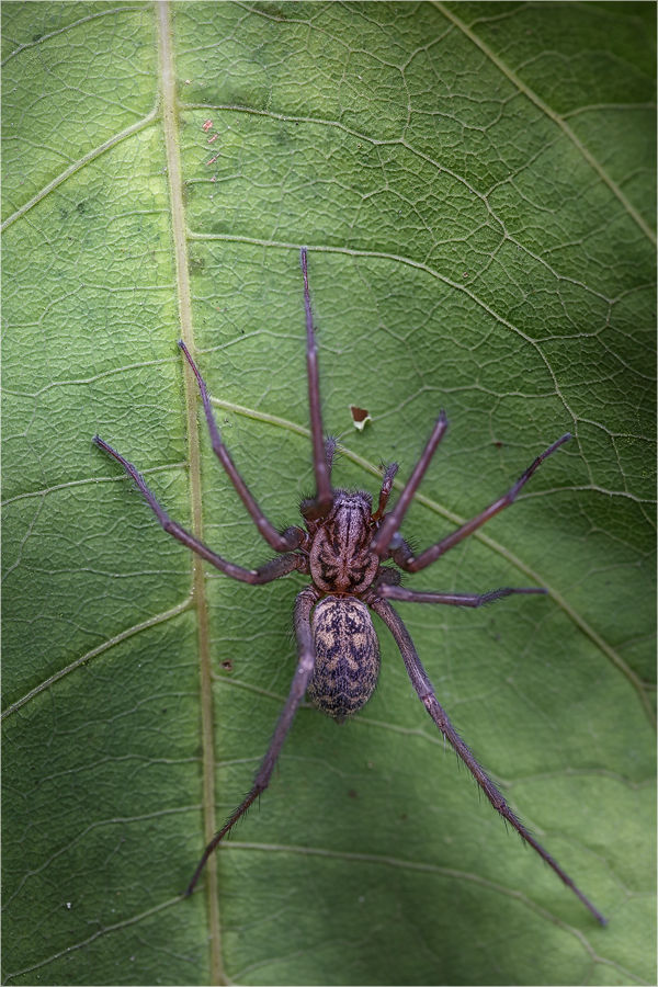 Hausspinne