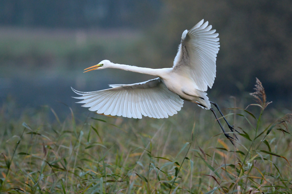 Silberreiher im Flug