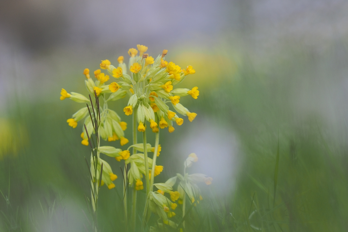 Schlüsselblume im Wiesenschaumkraut