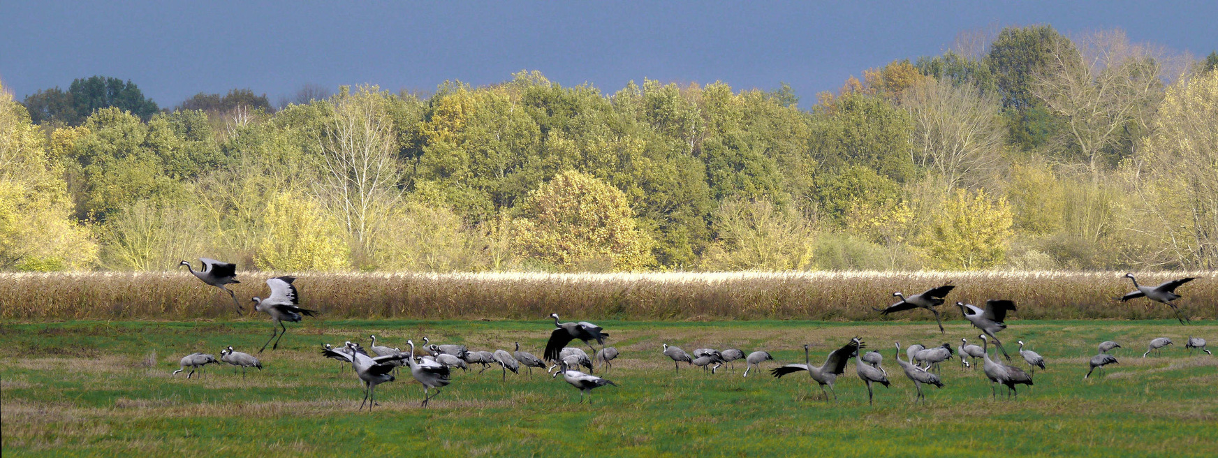 Kranichpanorama