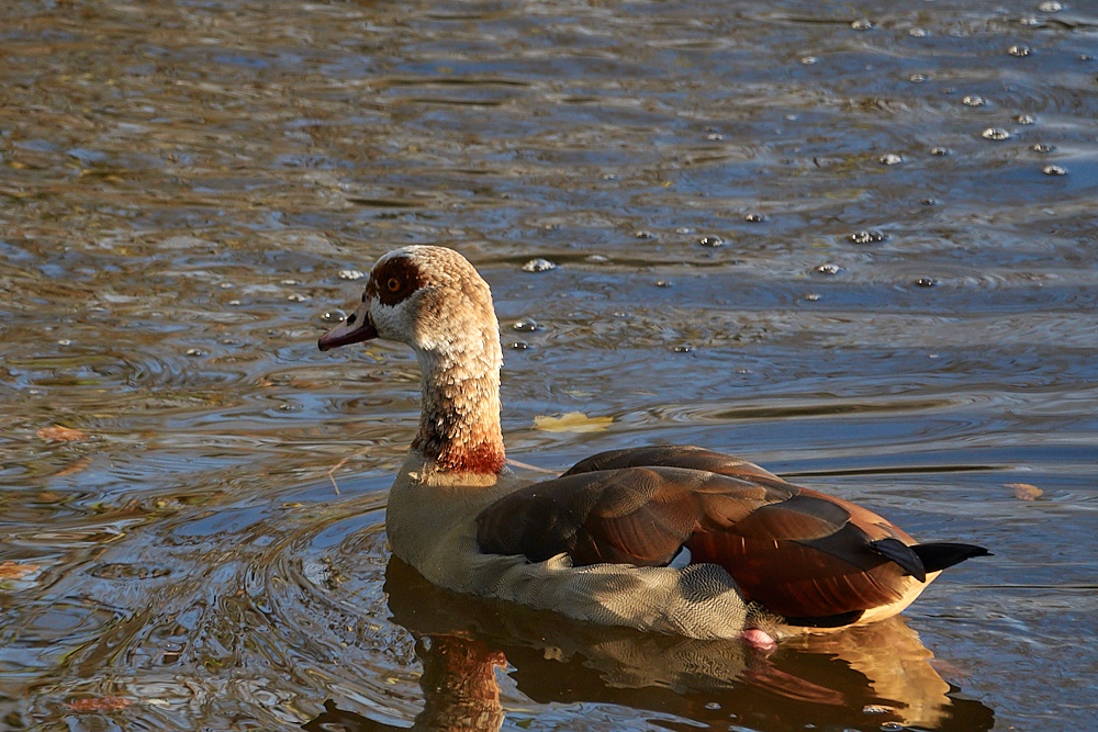 Nilgans in Spätnachmittagssonne