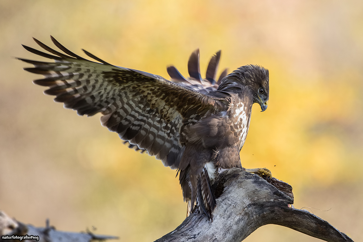 Herbstbussard