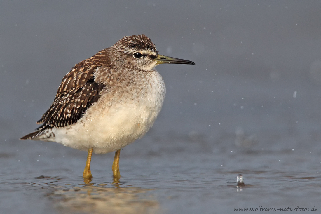 Bruchwasserläufer