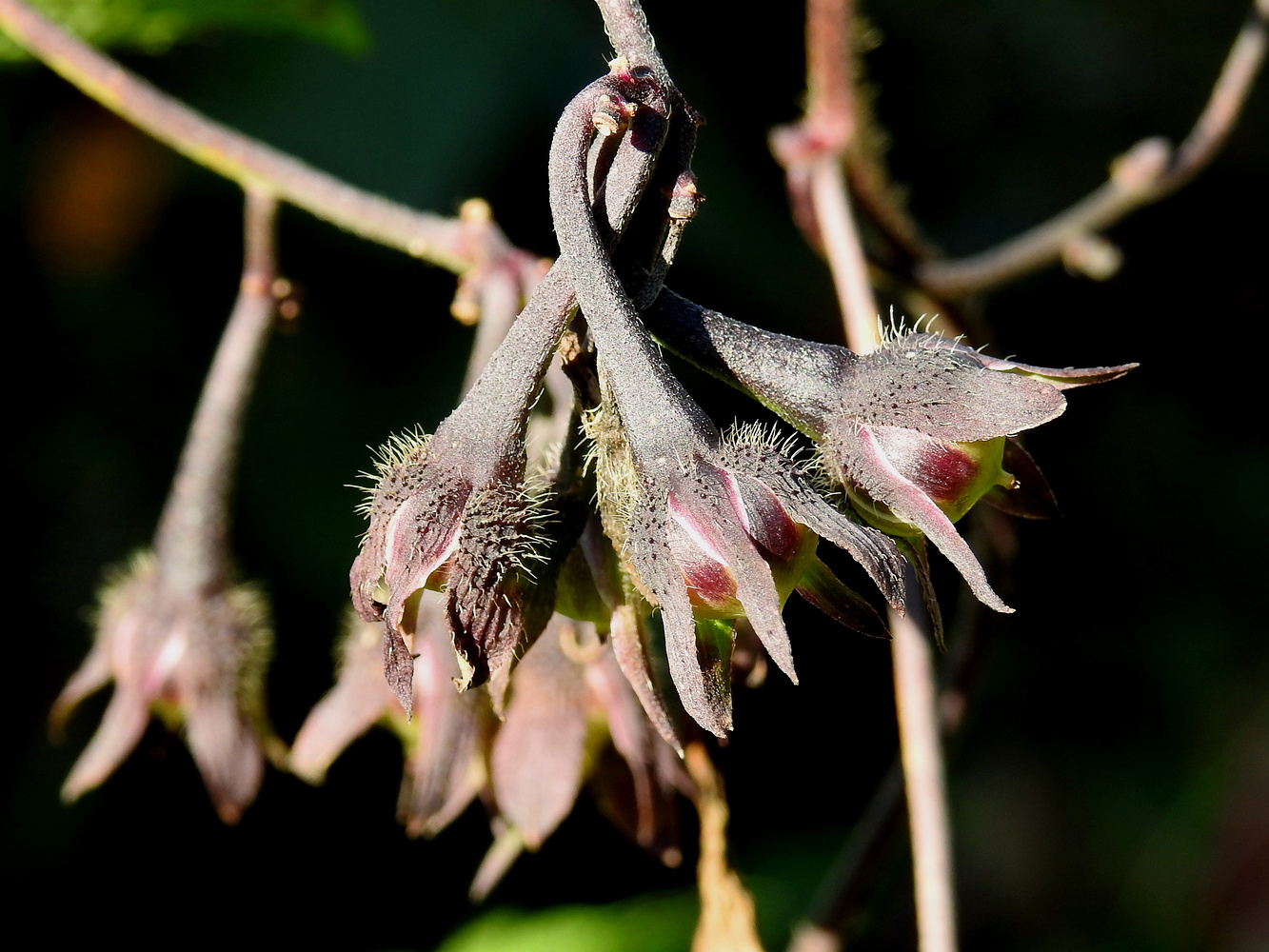 Knospen verblüht