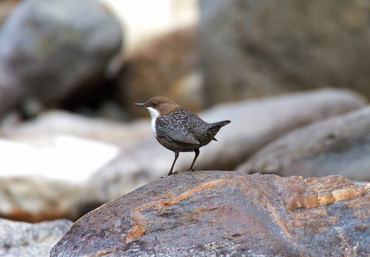 Wasseramsel