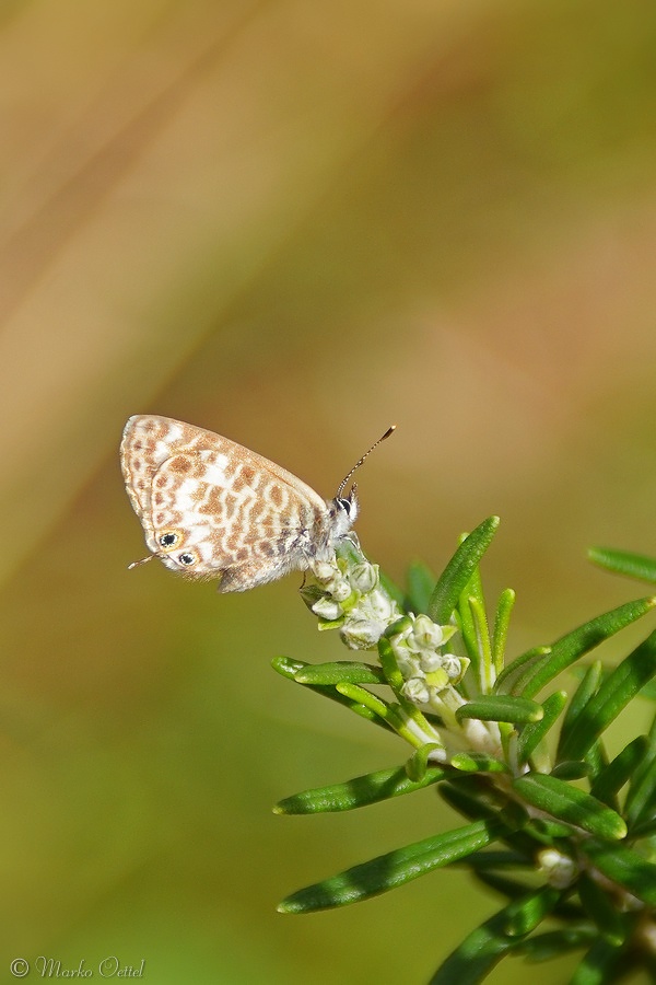 Kleine Wanderbläuling (Leptotes pirithous)