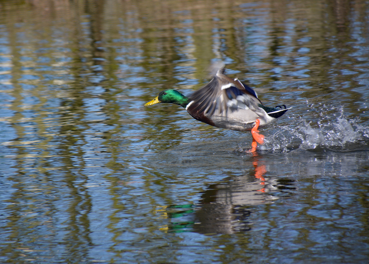 Der über das Wasser laufen kann....