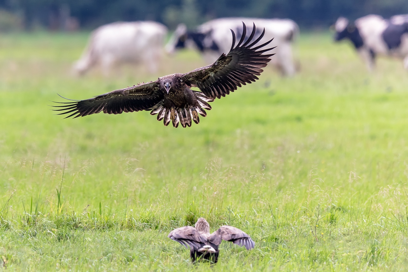 "Learning to Fly"