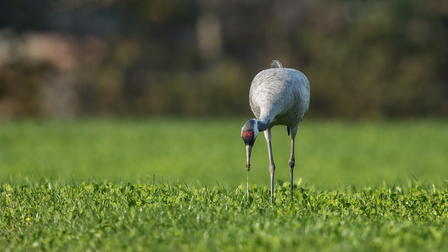 das grosse Warten II