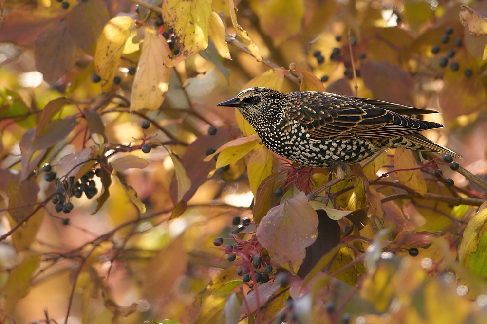 Herbst