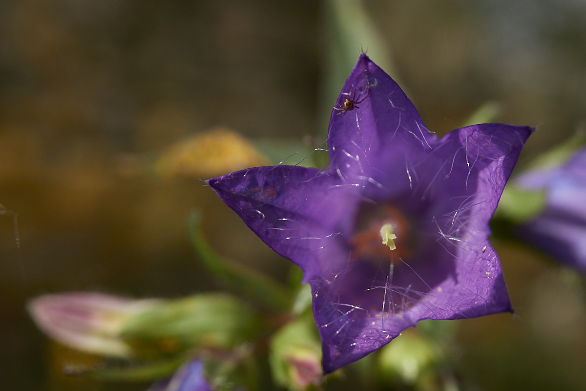 Glockenblumenblüte...