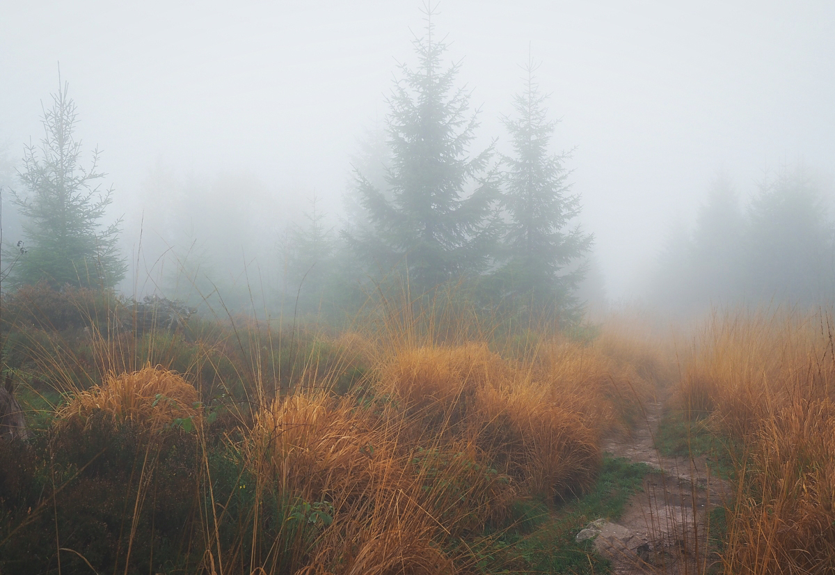 Seltsam, im Nebel zu wandern!