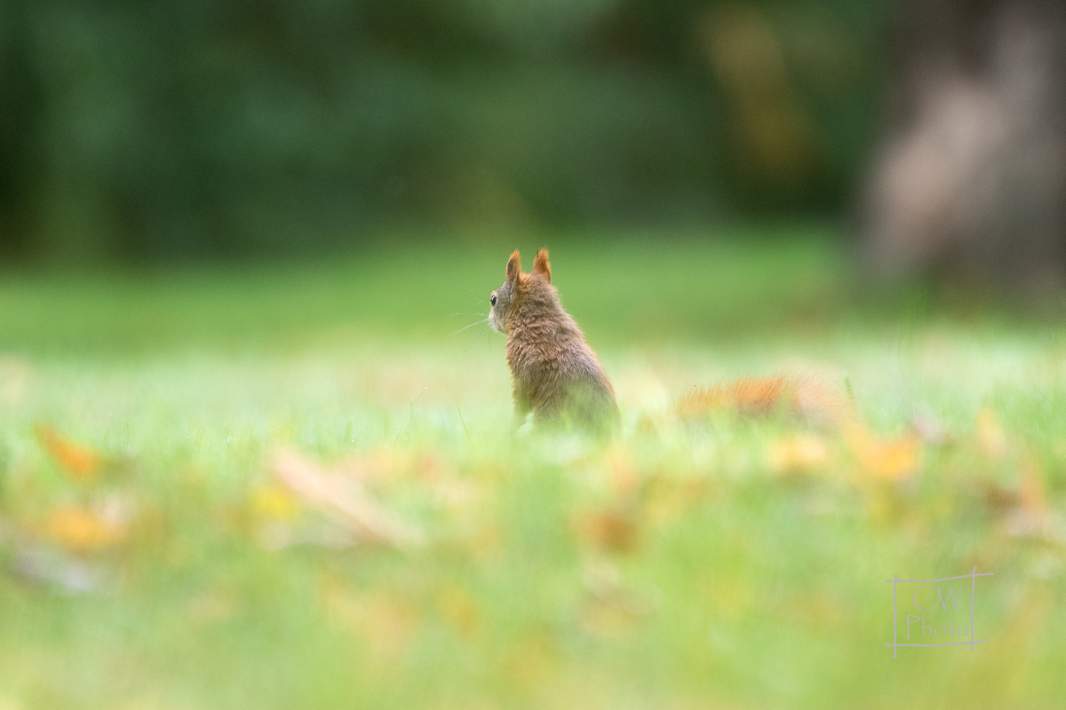 Eichhörnchen